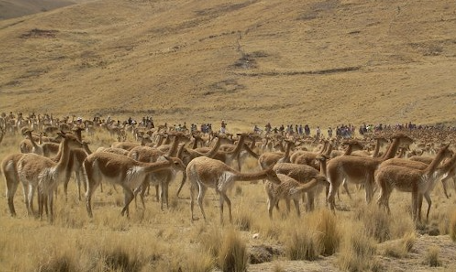 Center for Behavior, Evolution, and Culture